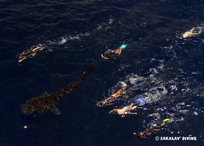 snorkeling with whale sharks in Nosy Be